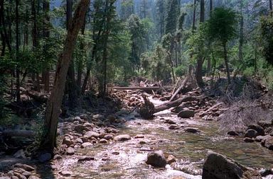 Yosemite Park