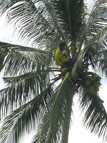 Koh Chang