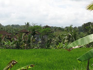 Bali - Reisfelder