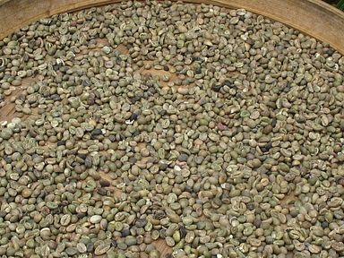 Bali - Kaffeebohnen