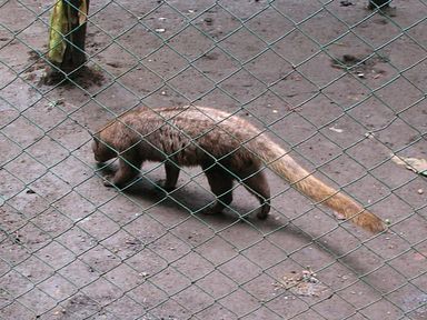 Bali - Luwak Katze