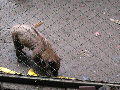 Bali - Luwak Katze