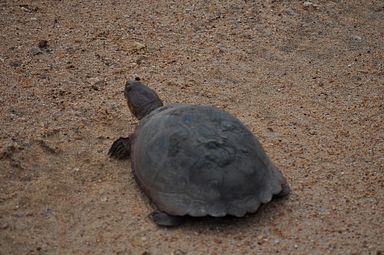 Thornybush Reservat (Greater Kruger Nationalpark)