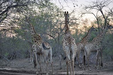 Thornybush Reservat (Greater Kruger Nationalpark)