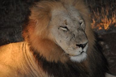 Thornybush Reservat (Greater Kruger Nationalpark)