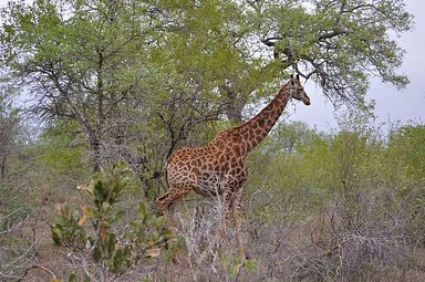 Thornybush Reservat (Greater Kruger Nationalpark)