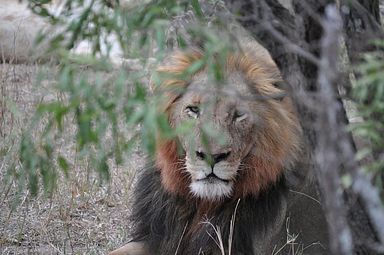 Thornybush Reservat (Greater Kruger Nationalpark)