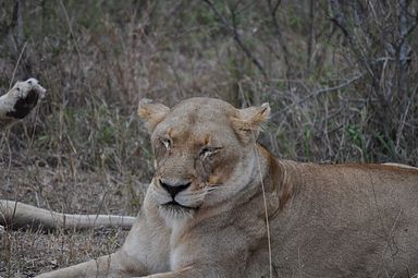 Thornybush Reservat (Greater Kruger Nationalpark)