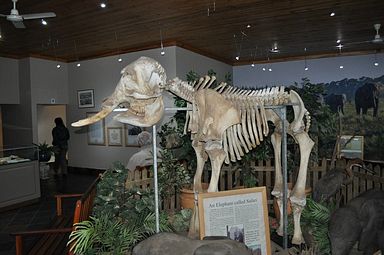 Knysna Elephant Park