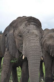 Knysna Elephant Park