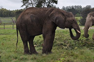 Knysna Elephant Park
