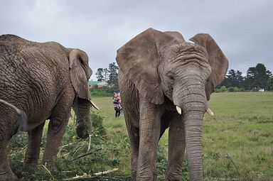 Knysna Elephant Park