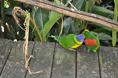 Cango Wildlife Ranch - Oudtshoorn