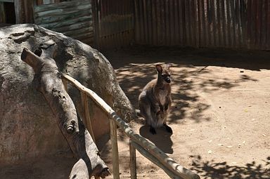 Cango Wildlife Ranch - Oudtshoorn