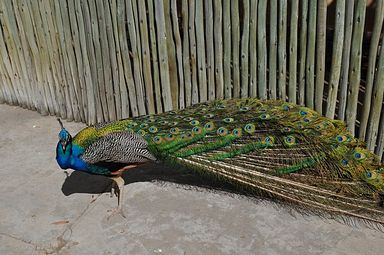 Cango Wildlife Ranch - Oudtshoorn