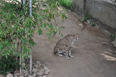 Cango Wildlife Ranch - Oudtshoorn