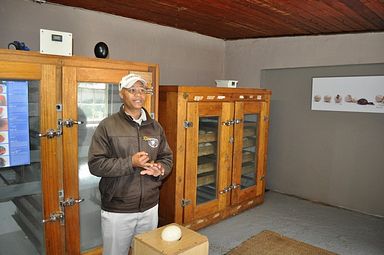 Cango Ostrich Farm - Oudtshoorn