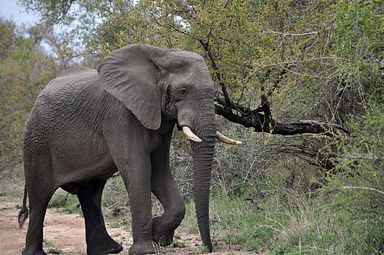 Thornybush Reservat (Greater Kruger Nationalpark)