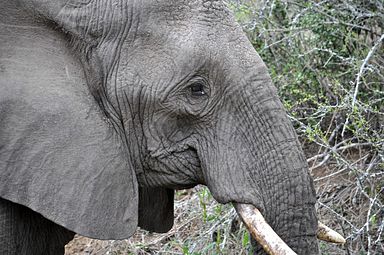 Thornybush Reservat (Greater Kruger Nationalpark)