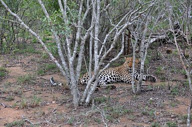 Thornybush Reservat (Greater Kruger Nationalpark)
