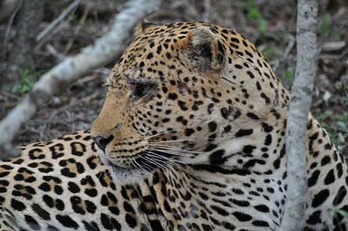 Thornybush Reservat (Greater Kruger Nationalpark)