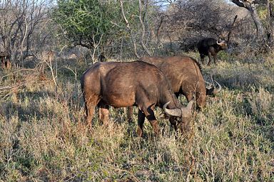 Thornybush Reservat (Greater Kruger Nationalpark)