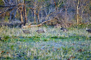 Thornybush Reservat (Greater Kruger Nationalpark)