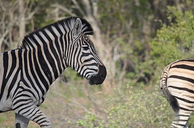 Thornybush Reservat (Greater Kruger Nationalpark)