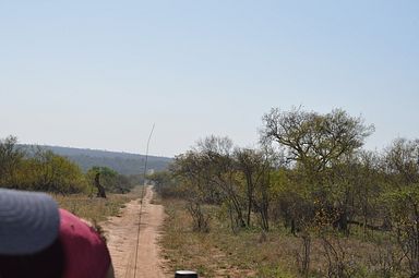 Thornybush Reservat (Greater Kruger Nationalpark)