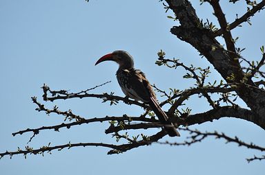Thornybush Reservat (Greater Kruger Nationalpark)