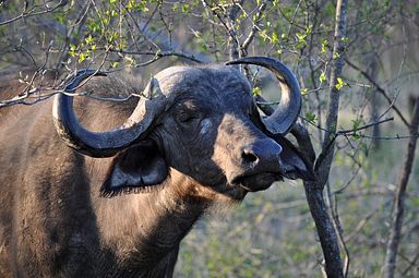 Thornybush Reservat (Greater Kruger Nationalpark)