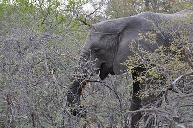 Thornybush Reservat (Greater Kruger Nationalpark)