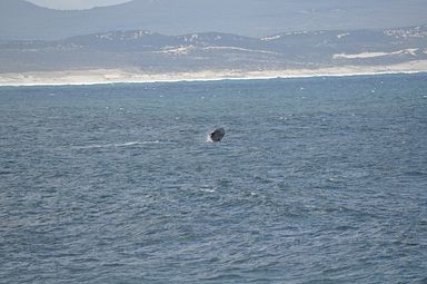 Hermanus