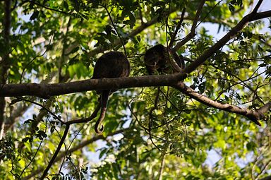Tangkoko Nationalpark, Nord Sulawesi