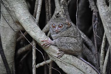 Tangkoko Nationalpark, Nord Sulawesi