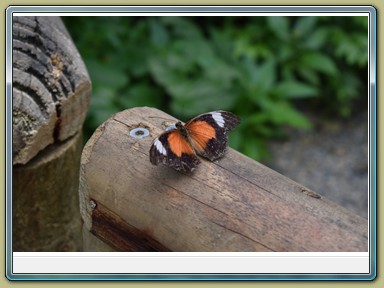 Kuranda Butterfly Sanctuary