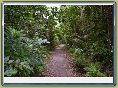 Cape Tribulation (QLD)