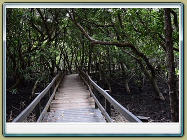 Cape Tribulation (QLD)