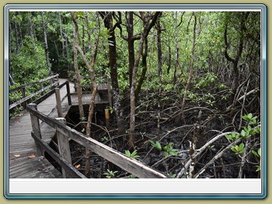 Cape Tribulation (QLD)