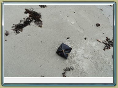 Cape Tribulation (QLD)