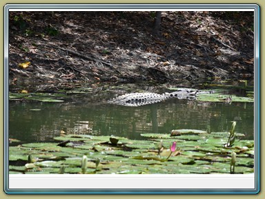 Hartley's Crocodile Adventures,Wangetti (QLD)