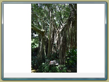 Cairns - Botanic Gardens (QLD)