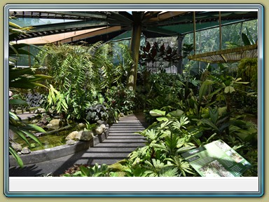 Cairns - Botanic Gardens (QLD)