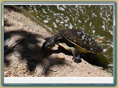 Fraser Wildlife, Maryborough (QLD)