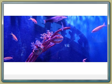 SEA LIFE Sunshine Coast Aquarium, Mooloolaba (QLD)