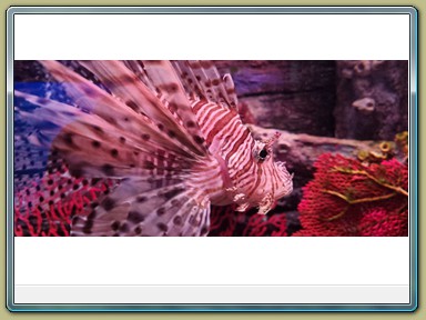 SEA LIFE Sunshine Coast Aquarium, Mooloolaba (QLD)