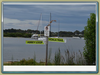 Raymond Island Koala Trail (VIC)